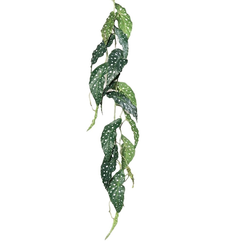 begonia-mulata-wiszaca115-cm.jpg