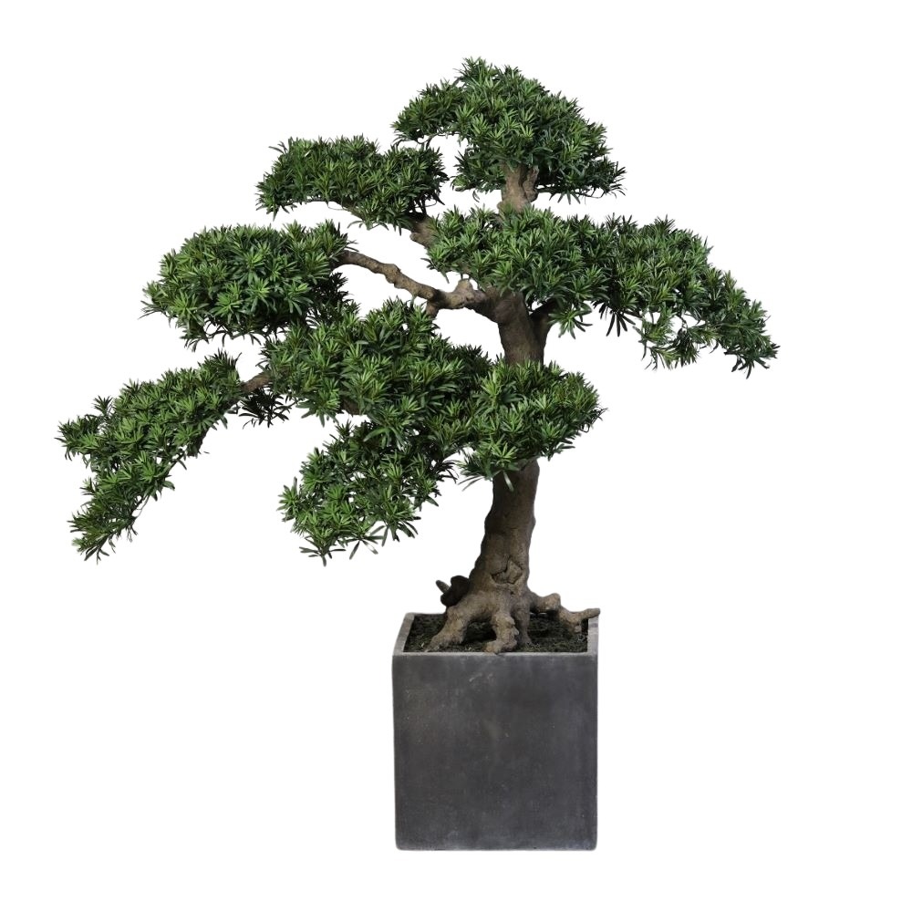 bonsai-165-cm.jpg