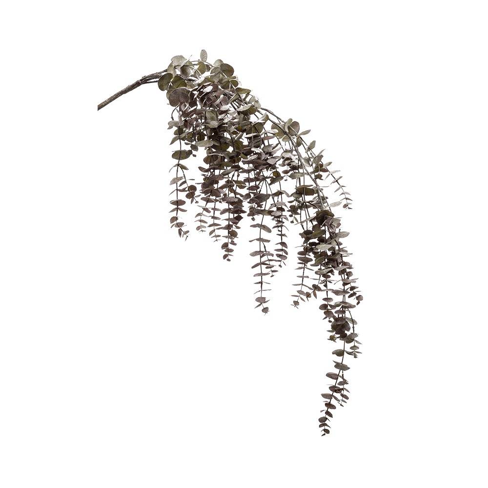 eukaliptus-pnacze-borodo-120-cm-k.jpg