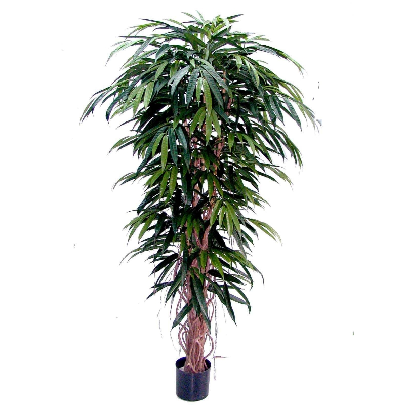 longifolia-liana.jpg