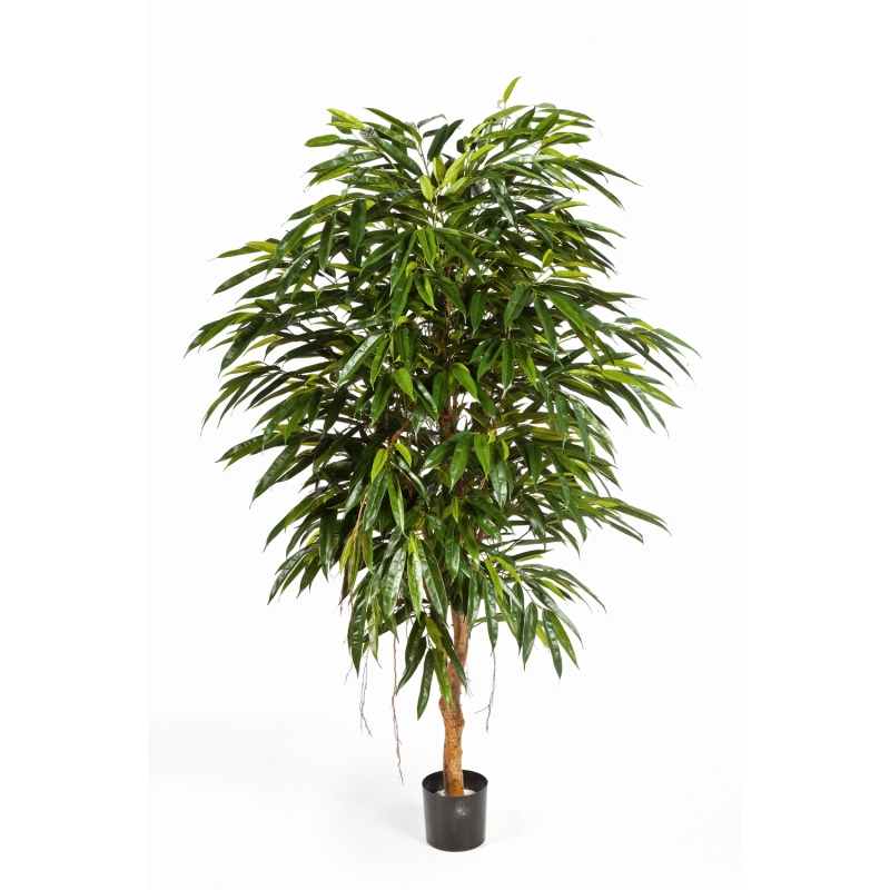longifolia-royal.jpg